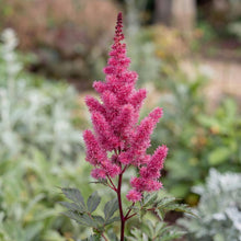 Load image into Gallery viewer, OpenPlantData Astilbe Maggie Daley