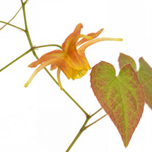 Load image into Gallery viewer, OpenPlantData Epimedium Amber Queen