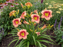 Load image into Gallery viewer, OpenPlantData Hemerocallis Galactic Blush
