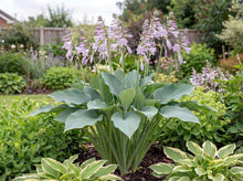 Load image into Gallery viewer, OpenPlantData Hosta Krossa Regal