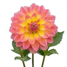 Load image into Gallery viewer, OpenPlantData Dahlia Firepot