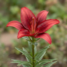 Load image into Gallery viewer, OpenPlantData Lilium Salinero