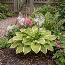 Load image into Gallery viewer, OpenPlantData Hosta Fragrant Bouquet