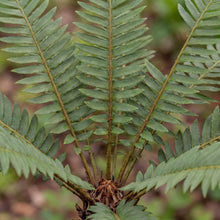Load image into Gallery viewer, OpenPlantData Polystichum Acrostichoides