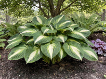 Load image into Gallery viewer, OpenPlantData Hosta Heatwave Harmony