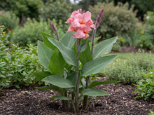 Load image into Gallery viewer, OpenPlantData Canna generalis China Doll