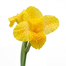 Load image into Gallery viewer, OpenPlantData Canna Tropical Yellow