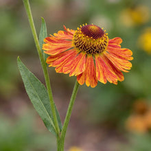 Load image into Gallery viewer, OpenPlantData Helenium Tie Dye