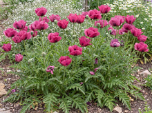 Load image into Gallery viewer, OpenPlantData Papaver Oriental Group Raspberry Queen