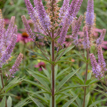 Load image into Gallery viewer, OpenPlantData Veronicastrum virginicum Cupid