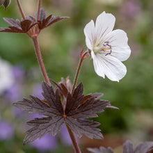 Load image into Gallery viewer, OpenPlantData Geranium pratense Midnight Ghost