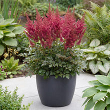 Load image into Gallery viewer, OpenPlantData Astilbe J Elisabeth Van Veen