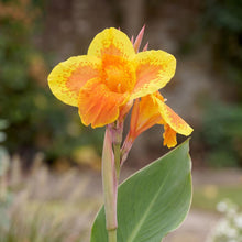 Load image into Gallery viewer, OpenPlantData Canna Taroudant