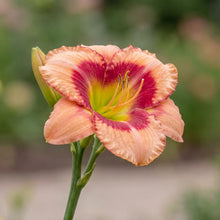 Load image into Gallery viewer, OpenPlantData Hemerocallis Galactic Blush