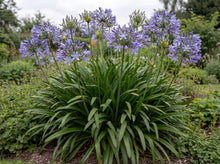Load image into Gallery viewer, OpenPlantData Agapanthus africanus