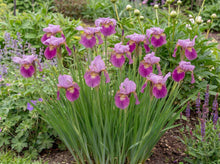 Load image into Gallery viewer, OpenPlantData Iris sibirica Miss Apple