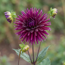 Load image into Gallery viewer, OpenPlantData Dahlia Purple Gem