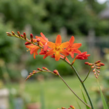 Load image into Gallery viewer, OpenPlantData Crocosmia × crocosmiiflora Babylon
