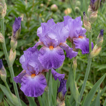 Load image into Gallery viewer, OpenPlantData Iris Cubs Win It