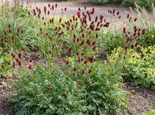 Load image into Gallery viewer, OpenPlantData Sanguisorba officinalis Red Thunder
