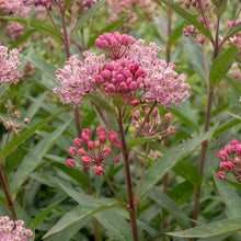 Load image into Gallery viewer, OpenPlantData Asclepias Incarnata Soulmate