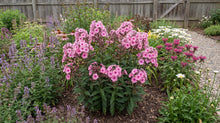 Load image into Gallery viewer, OpenPlantData Phlox Larissa