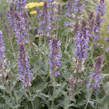 Load image into Gallery viewer, OpenPlantData Salvia Bocofpea