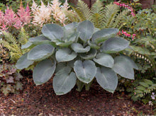 Load image into Gallery viewer, OpenPlantData Hosta Abiqua Drinking Gourd