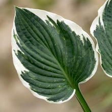 Load image into Gallery viewer, OpenPlantData Hosta Minuteman