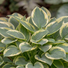Load image into Gallery viewer, OpenPlantData Hosta Mighty Mouse