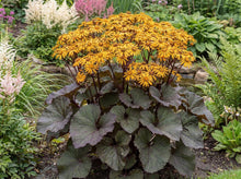 Load image into Gallery viewer, OpenPlantData Ligularia dentata Desdemona