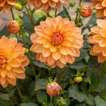 Load image into Gallery viewer, OpenPlantData Dahlia GoGo Orange