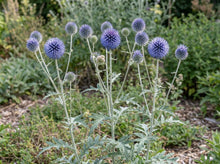 Load image into Gallery viewer, OpenPlantData Echinops ritro Veitchs Blue
