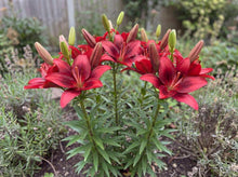 Load image into Gallery viewer, OpenPlantData Lilium Salinero