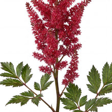 Load image into Gallery viewer, OpenPlantData Astilbe J Elisabeth Van Veen