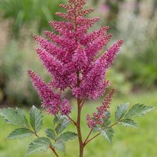 Load image into Gallery viewer, OpenPlantData Astilbe Vision