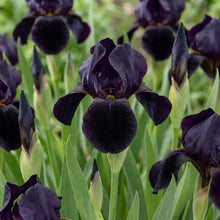 Load image into Gallery viewer, OpenPlantData Iris chrysographes Black Form