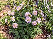 Load image into Gallery viewer, OpenPlantData Dahlia Pacific Jewel