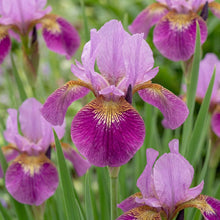 Load image into Gallery viewer, OpenPlantData Iris sibirica Miss Apple