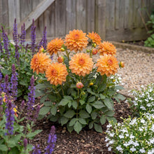 Load image into Gallery viewer, OpenPlantData Dahlia GoGo Orange