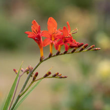 Load image into Gallery viewer, OpenPlantData Crocosmia crocosmiiflora Red King