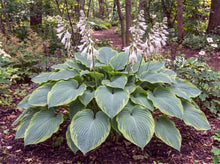 Load image into Gallery viewer, OpenPlantData Hosta Earth Angel