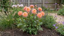 Load image into Gallery viewer, OpenPlantData Dahlia Extase