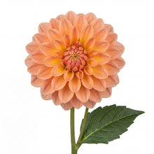 Load image into Gallery viewer, OpenPlantData Dahlia Summer Sunset