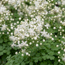 Load image into Gallery viewer, OpenPlantData Thalictrum delavayi Album