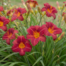 Load image into Gallery viewer, OpenPlantData Hemerocallis Ruby Stella