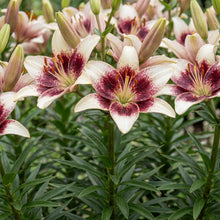 Load image into Gallery viewer, OpenPlantData Lilium Tribal Kiss