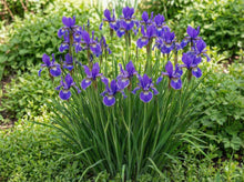 Load image into Gallery viewer, OpenPlantData Iris Silver Edge