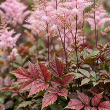 Load image into Gallery viewer, OpenPlantData Astilbe Color Flash
