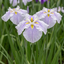 Load image into Gallery viewer, OpenPlantData Iris Ensata Kogesho